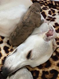 Whippet mit Welpen 1. Tag (2)