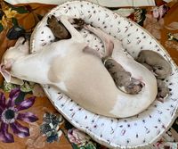 Whippet mit Welpen 1. Tag (3)